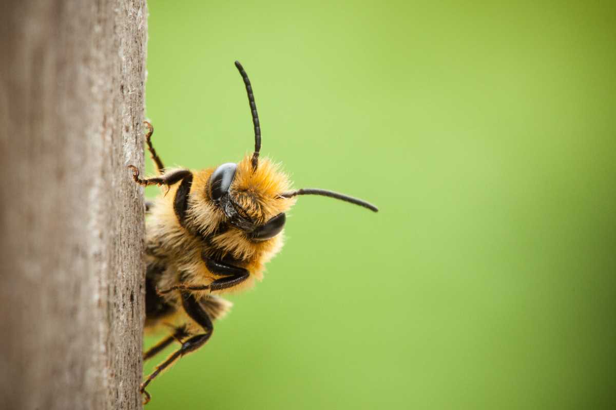 6 Simple Steps to Attract Bees to Your Garden